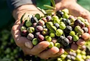 Zeytin Hasadı